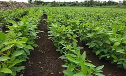 अमरावती में बुआई 6.68 लाख हेक्टेयर में, बीमा सिर्फ 73 हजार हेक्टेयर का अमरावती में बुआई 6.68 लाख हेक्टेयर में, बीमा सिर्फ 73 हजार हेक्टेयर का