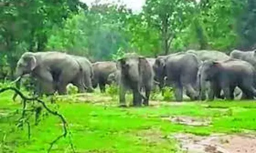 अब लसनपेठ में टस्कर हाथी की एंट्री, ग्रामीणों ने जागकर काटी रात