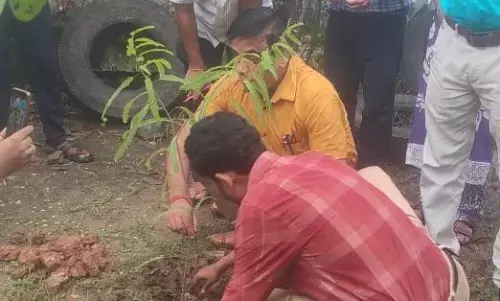 एक पेड़ मॉ के नाम अभियान अंतर्गत सीएमएचओ कार्यालय में किया गया पौधारोपण