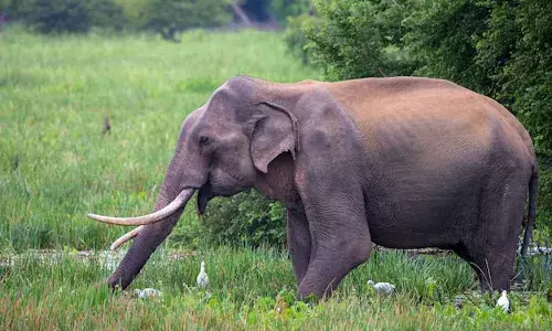 अब गड़चिरोली के सालमारा परिसर में दाखिल हुआ टस्कर हाथी , लोगों में दहशत