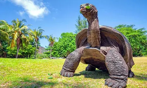 सैंकड़ों साल से जी रहा है ये कछुआ, दुनिया के सबसे ज्यादा उम्र वाले जानवर का खिताब है हासिल, गिनीज वर्ल्ड रिकॉर्ड्स में दर्ज है नाम सैंकड़ों साल से जी रहा है ये कछुआ, दुनिया के सबसे ज्यादा उम्र वाले जानवर का खिताब है हासिल, गिनीज वर्ल्ड रिकॉर्ड्स में दर्ज है नाम