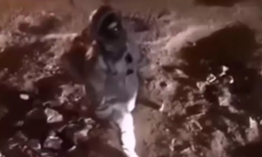 धीरे-धीरे चलते हुए शख्स ने बनाया वीडियो, देखने में लग रहा था चांद, लेकिन फिर हुआ कुछ ऐसा कि लोगों की नहीं रुक पाई हंसी! धीरे-धीरे चलते हुए शख्स ने बनाया वीडियो, देखने में लग रहा था चांद, लेकिन फिर हुआ कुछ ऐसा कि लोगों की नहीं रुक पाई हंसी!