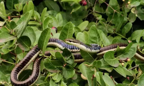 वन विभाग कार्यालय में ब्रॉन्जबैक ट्री स्नेक का अवलोकन
