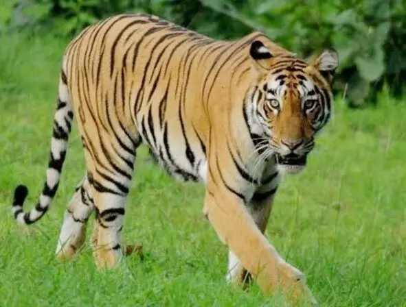 भंडारा के पास नीलागोंदी में पशुपालकों ने बाघ को खदेड़ा , घर से निकलने घबरा रहे लोग भंडारा के पास नीलागोंदी में पशुपालकों ने बाघ को खदेड़ा , घर से निकलने घबरा रहे लोग