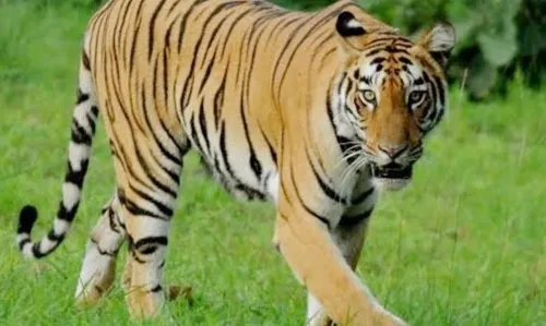 भंडारा के पास नीलागोंदी में पशुपालकों ने बाघ को खदेड़ा , घर से निकलने घबरा रहे लोग