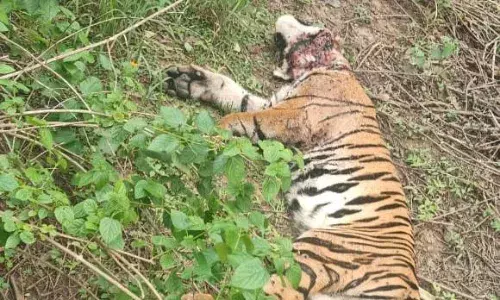 पेंच के अलीकट्टा की घटना, हाथियों की मदद से मिला शव