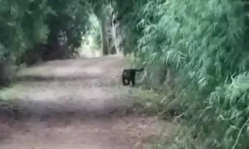 नवेगांव-नागझिरा अभयारण्य के समीप मार्ग पार करते हुए नजर आया काला तेंदुआ