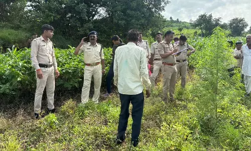 देवरीकला में हो रही थी गांजे की खेती, पुलिस ने मारी रेड, 1 लाख 75 हजार रुपए कीमती गांजा के पौधे जब्त