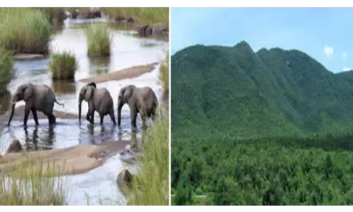 कोल्हापुर में टाइगर के तर्ज पर हाथी रिजर्व बनाना संभव नहीं, विकल्प तलाशने दिए थे निर्देश कोल्हापुर में टाइगर के तर्ज पर हाथी रिजर्व बनाना संभव नहीं, विकल्प तलाशने दिए थे निर्देश