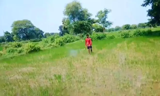 बारिश न होने से धान की फसल में लग रहा रोग, किसान कर रहे कीटनाशक दवा का छिड़काव बारिश न होने से धान की फसल में लग रहा रोग, किसान कर रहे कीटनाशक दवा का छिड़काव