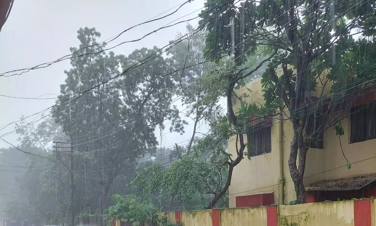 सूख रही धान की नर्सरियां, आसमां की ओर देख रहा अन्नदाता सूख रही धान की नर्सरियां, आसमां की ओर देख रहा अन्नदाता