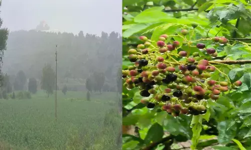 इन दिनों बारिश से किसान खुश, खेतों में लहलहा उठी फसल और हरेभरे हुए फलों के बगीचे