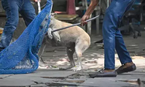 आवारा कुत्तों की नसबंदी.. बनाएं डॉग शेल्टर.. सुप्रीम कोर्ट ने जारी किया ये अहम आदेश आवारा कुत्तों की नसबंदी.. बनाएं डॉग शेल्टर.. सुप्रीम कोर्ट ने जारी किया ये अहम आदेश