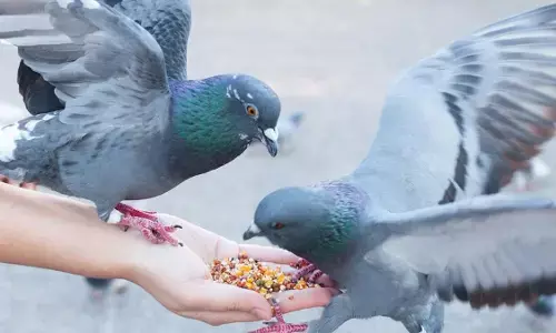मुंबई के बाद अब पुणे में भी कबूतरों को दाना डालने के पीएमसी प्रतिबंध को चुनौती मुंबई के बाद अब पुणे में भी कबूतरों को दाना डालने के पीएमसी प्रतिबंध को चुनौती