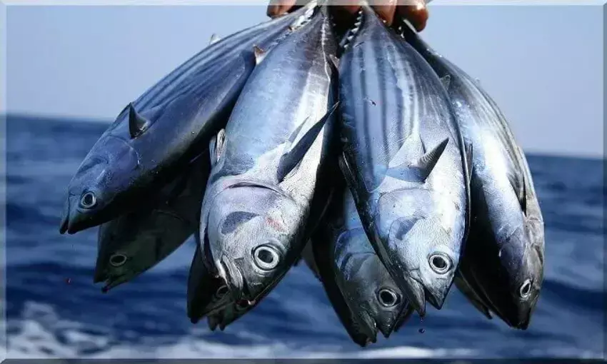 मछुआरों से अपील - अमेरिका को छोड़कर अपने देश में ही मछली का व्यापार बढ़ाएं व्यवसायी मछुआरों से अपील - अमेरिका को छोड़कर अपने देश में ही मछली का व्यापार बढ़ाएं व्यवसायी