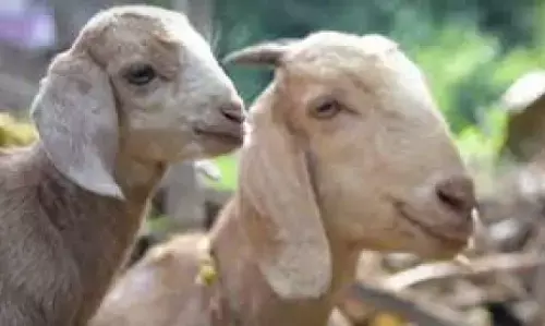 चंद्रपुर में बकरी पालन के लिए 5 परियोजनाएं अनुमोदित, जैन पांडुलिपियों के लिए स्थापित होंगी अत्याधुनिक सुविधाएं चंद्रपुर में बकरी पालन के लिए 5 परियोजनाएं अनुमोदित, जैन पांडुलिपियों के लिए स्थापित होंगी अत्याधुनिक सुविधाएं