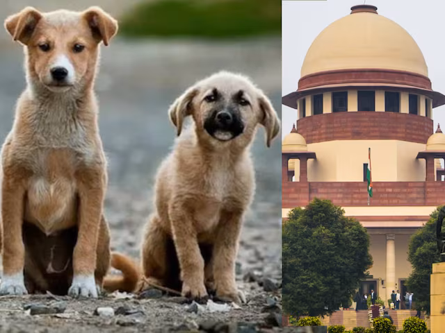 आवारा कुत्तों को लेकर सुप्रीम कोर्ट के फैसले के समर्थन में निकाली धन्यवाद यात्रा आवारा कुत्तों को लेकर सुप्रीम कोर्ट के फैसले के समर्थन में निकाली धन्यवाद यात्रा