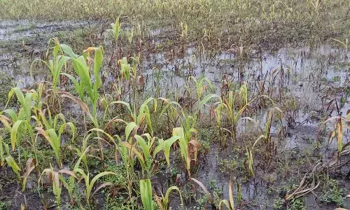 अतिवृष्टि का कहर किसानों का सपना टूटा, परभणी तहसील का त्रिधारा क्षेत्र लबालब, जीरो फाटा मार्ग बाधित अतिवृष्टि का कहर किसानों का सपना टूटा, परभणी तहसील का त्रिधारा क्षेत्र लबालब, जीरो फाटा मार्ग बाधित
