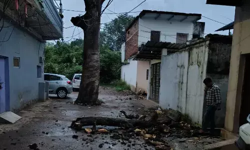 खतरा बना सूखा आम का पेड अनदेखी से कभी भी हो सकता है बडा हादसा खतरा बना सूखा आम का पेड अनदेखी से कभी भी हो सकता है बडा हादसा