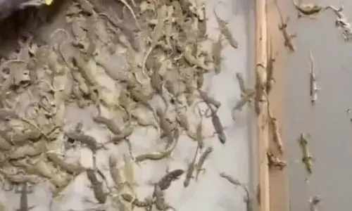 चादर के पीछे थी ऐसी चीज कि लोगों के खड़े हो गए रौंगटे, वीडियो हो रहा सोशल मीडिया पर तेजी से वायरल चादर के पीछे थी ऐसी चीज कि लोगों के खड़े हो गए रौंगटे, वीडियो हो रहा सोशल मीडिया पर तेजी से वायरल