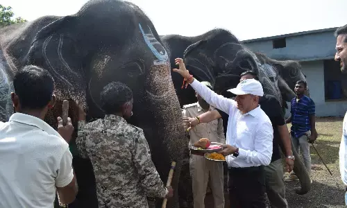 पन्ना टाइगर रिजर्व में मनाया गया हांथी दिवस उत्सव पन्ना टाइगर रिजर्व में मनाया गया हांथी दिवस उत्सव