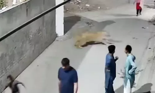 घर से भाग निकला बब्बर शेर, लोगों की जान आई खतरे में, यह वीडियो देख कांप जाएगी आपकी रूह घर से भाग निकला बब्बर शेर, लोगों की जान आई खतरे में, यह वीडियो देख कांप जाएगी आपकी रूह