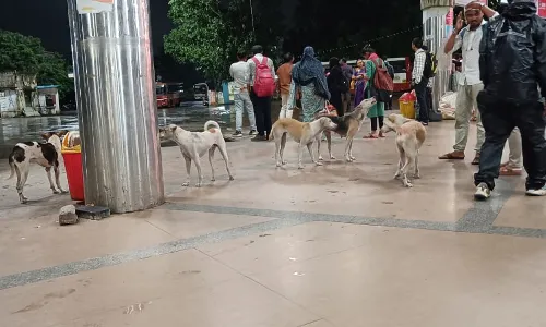 चंद्रपुर में आवारा श्वानों का आतंक ,दो मंजिला इमारत पर चढ़कर बकरी की ले ली जान चंद्रपुर में आवारा श्वानों का आतंक ,दो मंजिला इमारत पर चढ़कर बकरी की ले ली जान
