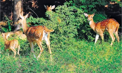 लकड़बग्घाें की दहशत के कारण लोगों ने शाम को टहलना किया बंद लकड़बग्घाें की दहशत के कारण लोगों ने शाम को टहलना किया बंद