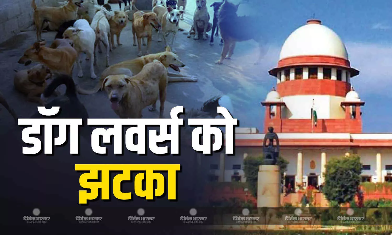 आवारा कुत्तों के मामले में दायर नई याचिका पर तत्काल सुनवाई से SC का इनकार, डॉग लवर्स को फिर लगा बड़ा झटका आवारा कुत्तों के मामले में दायर नई याचिका पर तत्काल सुनवाई से SC का इनकार, डॉग लवर्स को फिर लगा बड़ा झटका