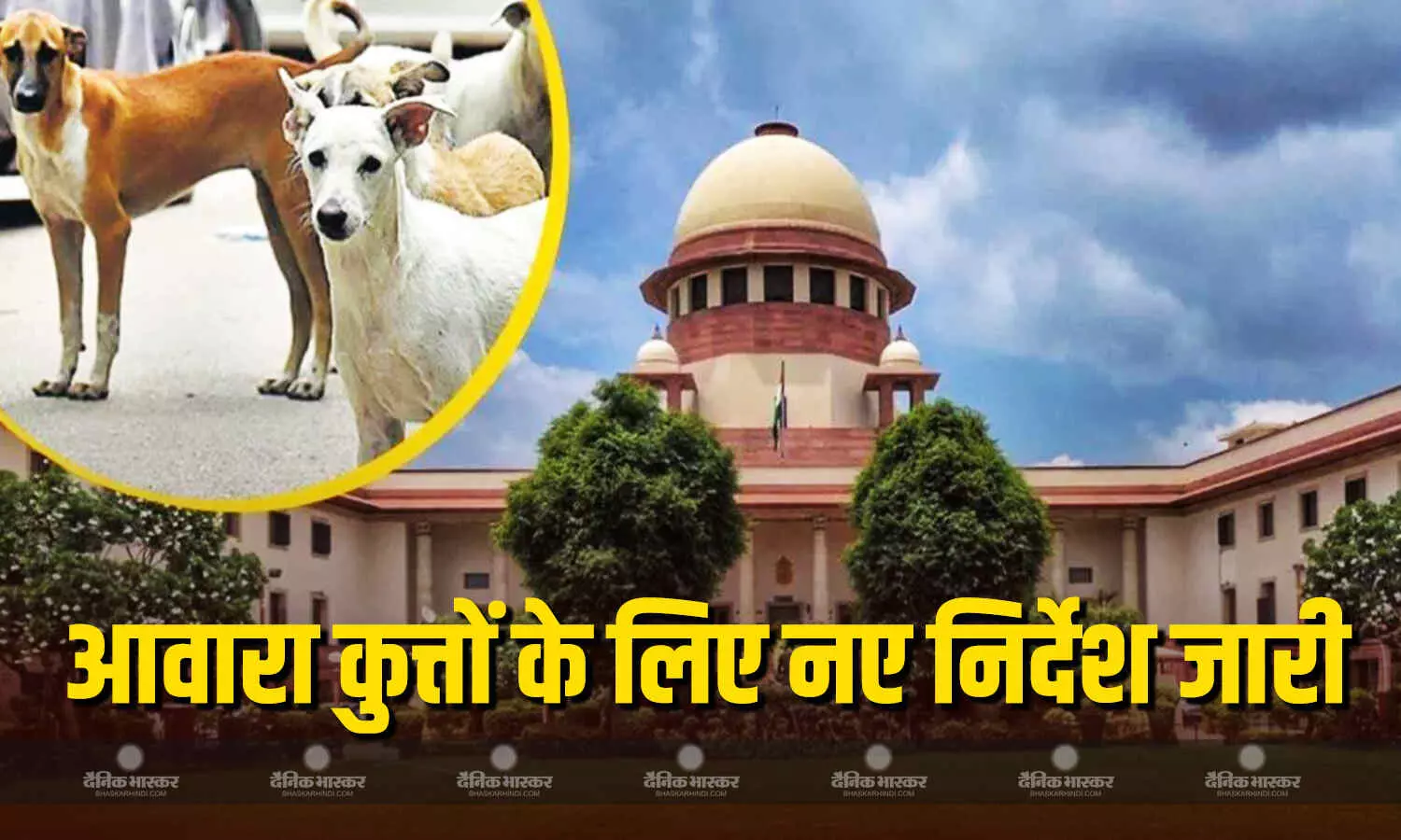सभी कुत्तों को छोड़ा जाएगा, दिल्ली के कुत्तों को सुप्रीम कोर्ट ने दी बड़ी राहत, जानें क्या हैं तय किए हुए नए नियम? सभी कुत्तों को छोड़ा जाएगा, दिल्ली के कुत्तों को सुप्रीम कोर्ट ने दी बड़ी राहत, जानें क्या हैं तय किए हुए नए नियम?