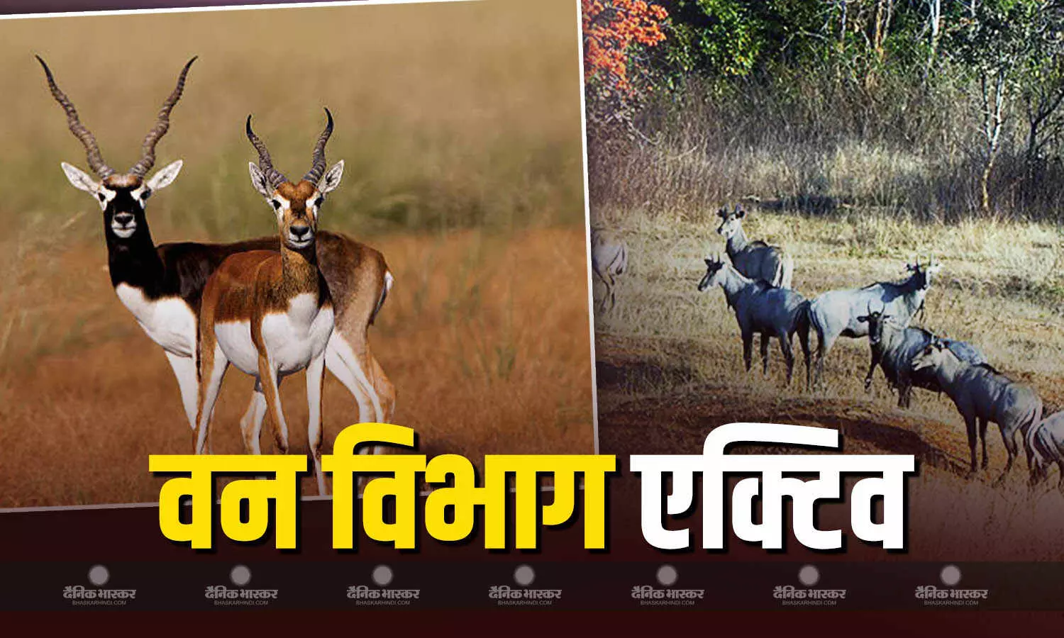 नीलगाय और ब्लैकबक पकड़ने साउथ अफ्रीका से आएगी 6 सदस्यीय टीम, रॉबिंसन हेलीकॉप्टर की ली जाएगी मदद नीलगाय और ब्लैकबक पकड़ने साउथ अफ्रीका से आएगी 6 सदस्यीय टीम, रॉबिंसन हेलीकॉप्टर की ली जाएगी मदद