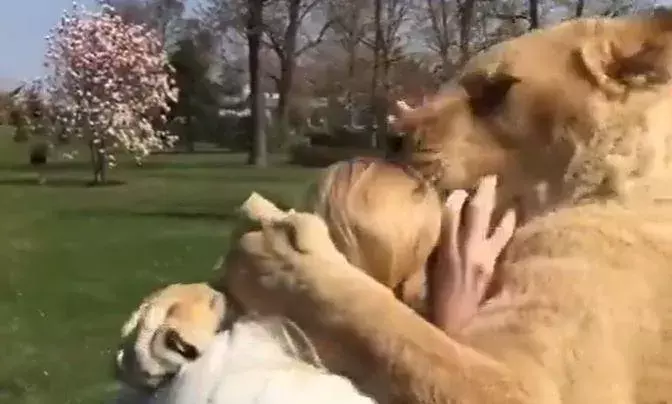 जिस महिला ने बचाई थी शेरों की जान, उसको देखकर शेरों ने दिया ऐसा रिएक्शन, वीडियो देखकर सभी लोग हो गए इमोशनल जिस महिला ने बचाई थी शेरों की जान, उसको देखकर शेरों ने दिया ऐसा रिएक्शन, वीडियो देखकर सभी लोग हो गए इमोशनल