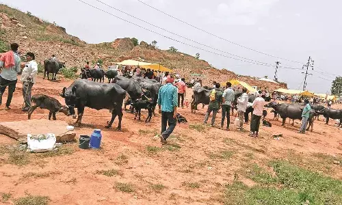 9 एकड़ में बनेगी कृषि उपज मंडी, डीपीआर तैयार, मिलेगा हजारों को रोजगार