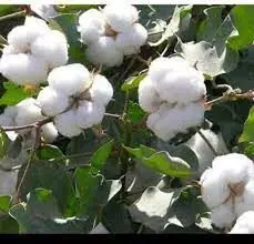 ट्रंप को खुश करने शुल्क छूट सीमा बढ़ाई : जावंधिया ट्रंप को खुश करने शुल्क छूट सीमा बढ़ाई : जावंधिया