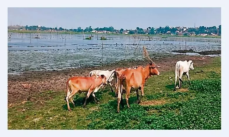 जल्द चिन्हित किए जाएंगे बुढ़ान सागर तालाब के अवैध कब्जे, टीम की गठित जल्द चिन्हित किए जाएंगे बुढ़ान सागर तालाब के अवैध कब्जे, टीम की गठित