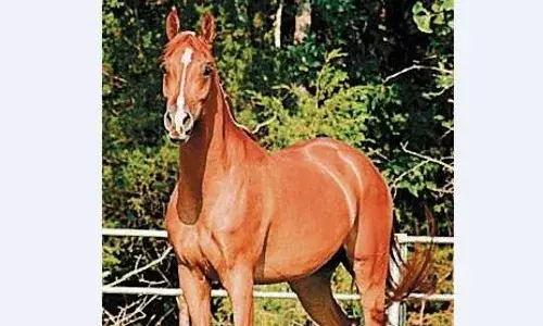 पशु पालन विभाग की नाकामी का खामियाजा भुगत रहे घोड़े, अब तक 19 की हो चुकी है मौत पशु पालन विभाग की नाकामी का खामियाजा भुगत रहे घोड़े, अब तक 19 की हो चुकी है मौत