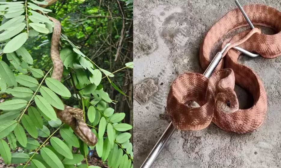 गोधनी में मिला दुर्लभ फोस्टर्न कैट स्नेक, सर्पमित्रों ने सुरक्षित रेस्क्यू कर जंगल में छोड़ा गोधनी में मिला दुर्लभ फोस्टर्न कैट स्नेक, सर्पमित्रों ने सुरक्षित रेस्क्यू कर जंगल में छोड़ा