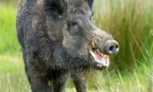 भंडारा में खेत से लौट रहे किसान पर जंगली सुअर ने किया हमला