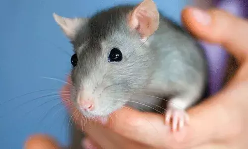 इंदौर के मेडिकल कॉलेज में नवजात बच्चों को चूहों ने कुतरा, दो नर्सिंग ऑफिसर निलंबित