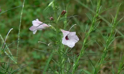दक्षिण वनमण्डल पन्ना के मोहन्द्रा परिक्षेत्र में पाईं गईं विलक्षण पादप प्रजाति के पौधे दक्षिण वनमण्डल पन्ना के मोहन्द्रा परिक्षेत्र में पाईं गईं विलक्षण पादप प्रजाति के पौधे