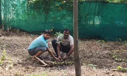 सिविल लाईन स्थित शासकीय आवास में रोपित किए गए फलदार व छायादार पौधे