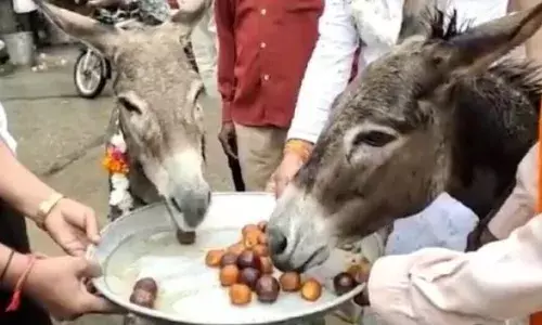 MP में गधों की मौज! मालाएं पहनाकर और मिठाई खिलाकर किया सम्मान, अजीबोगरीब वजह जानकर रह जाएंगे हैरान
