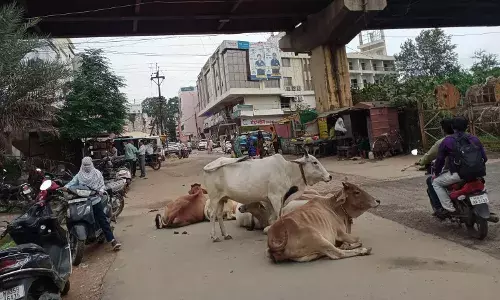 गोंदिया की सड़कों पर घूमते मिले जानवर तो मालिकों पर होगा मामला दर्ज गोंदिया की सड़कों पर घूमते मिले जानवर तो मालिकों पर होगा मामला दर्ज