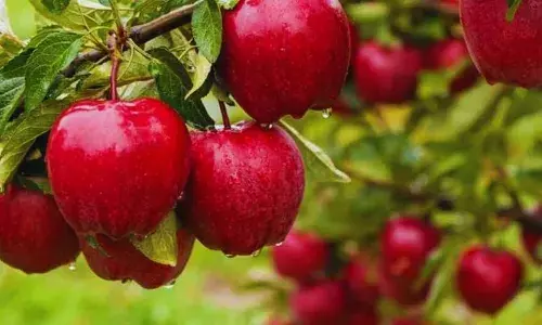 कश्मीर के सेब उत्पादकों के लिए खुशखबरी, भारतीय रेल ने शुरू की ताजा सेबों की लोडिंग कश्मीर के सेब उत्पादकों के लिए खुशखबरी, भारतीय रेल ने शुरू की ताजा सेबों की लोडिंग