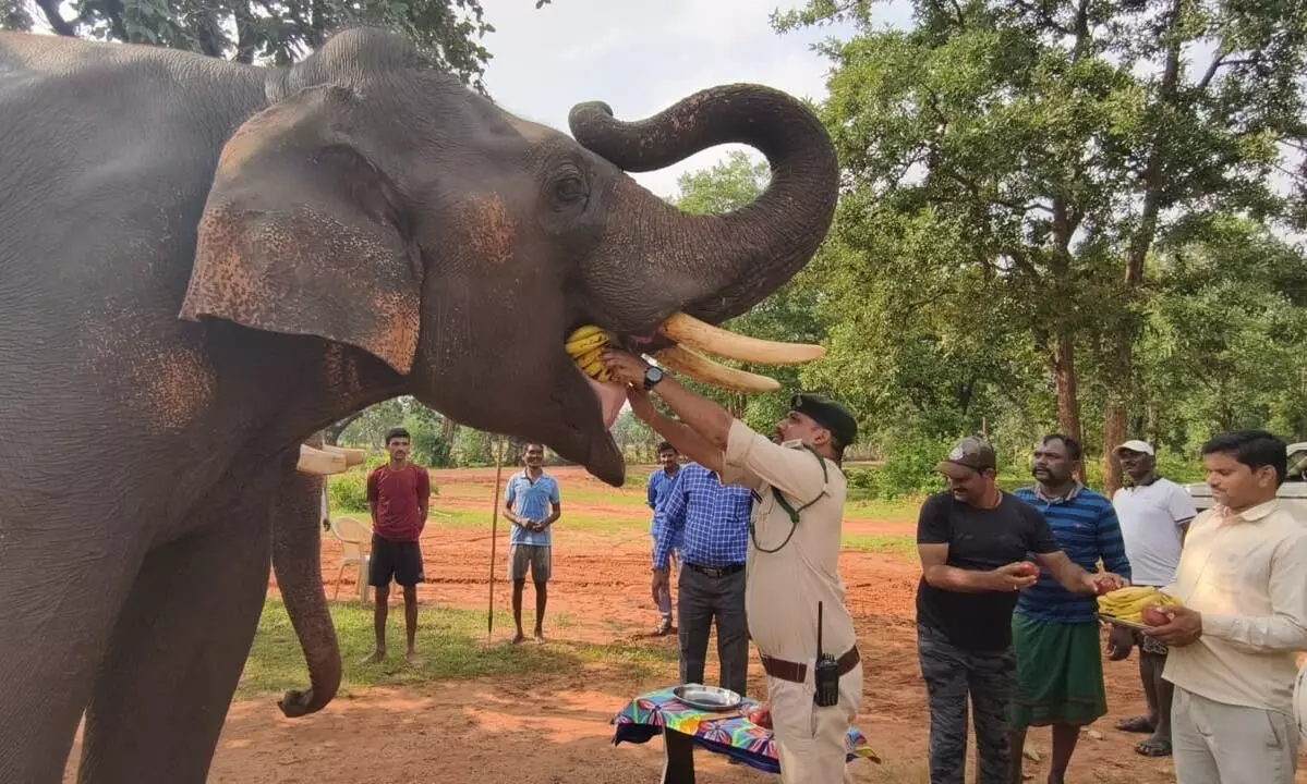बांधवगढ़ में हाथी महोत्सव को लेकर टाइगर रिजर्व प्रबंधन ने शुरू की तैयारी बांधवगढ़ में हाथी महोत्सव को लेकर टाइगर रिजर्व प्रबंधन ने शुरू की तैयारी