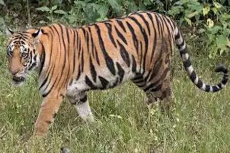 गोंदिया से सटे नवेगांव-नागझिरा व्याघ्र प्रकल्प के बफर क्षेत्र में घूम रहे 5-6 बाघ गोंदिया से सटे नवेगांव-नागझिरा व्याघ्र प्रकल्प के बफर क्षेत्र में घूम रहे 5-6 बाघ