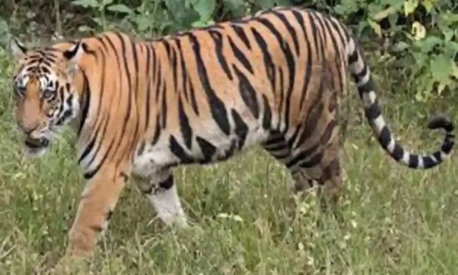 गोंदिया से सटे नवेगांव-नागझिरा व्याघ्र प्रकल्प के बफर क्षेत्र में घूम रहे 5-6 बाघ