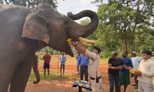 बांधवगढ़ में हाथी महोत्सव को लेकर टाइगर रिजर्व प्रबंधन ने शुरू की तैयारी बांधवगढ़ में हाथी महोत्सव को लेकर टाइगर रिजर्व प्रबंधन ने शुरू की तैयारी