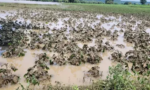 तहसील में बाढ़ जैसी स्थिति, 32 हजार 800 हेक्टेयर फसल बर्बाद, औसत से ज्यादा बारिश तहसील में बाढ़ जैसी स्थिति, 32 हजार 800 हेक्टेयर फसल बर्बाद, औसत से ज्यादा बारिश