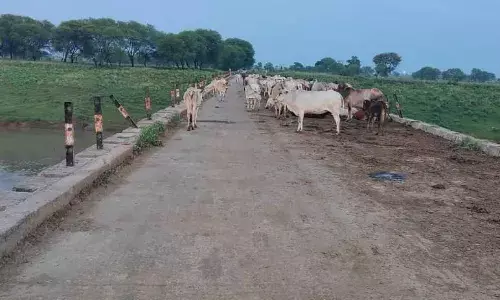 ब्यारमा नदीं के पुल में मवेशियों का लगा रहता है डेरा, हादसे की आशंका ब्यारमा नदीं के पुल में मवेशियों का लगा रहता है डेरा, हादसे की आशंका